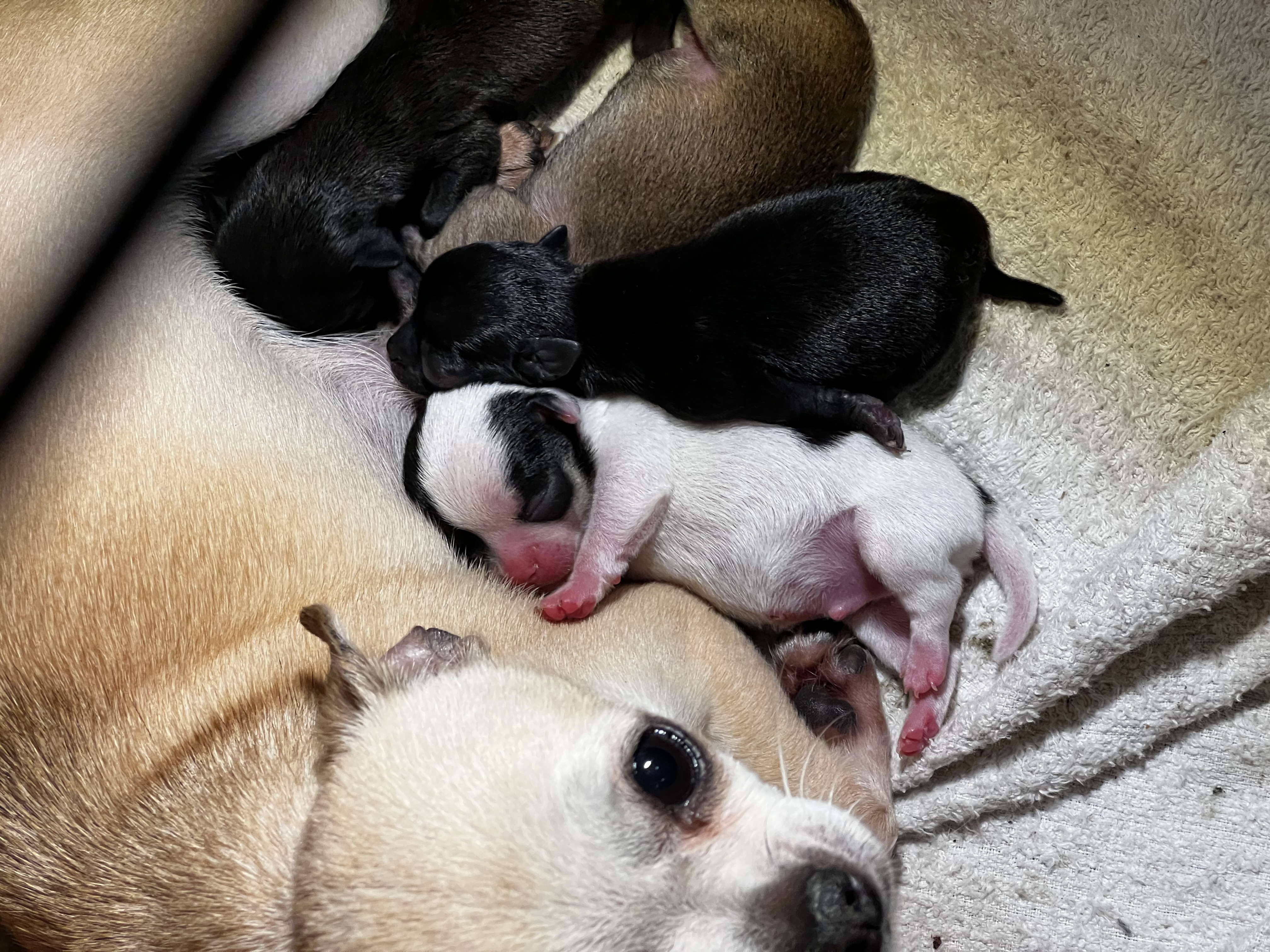 Chihuahua bebés