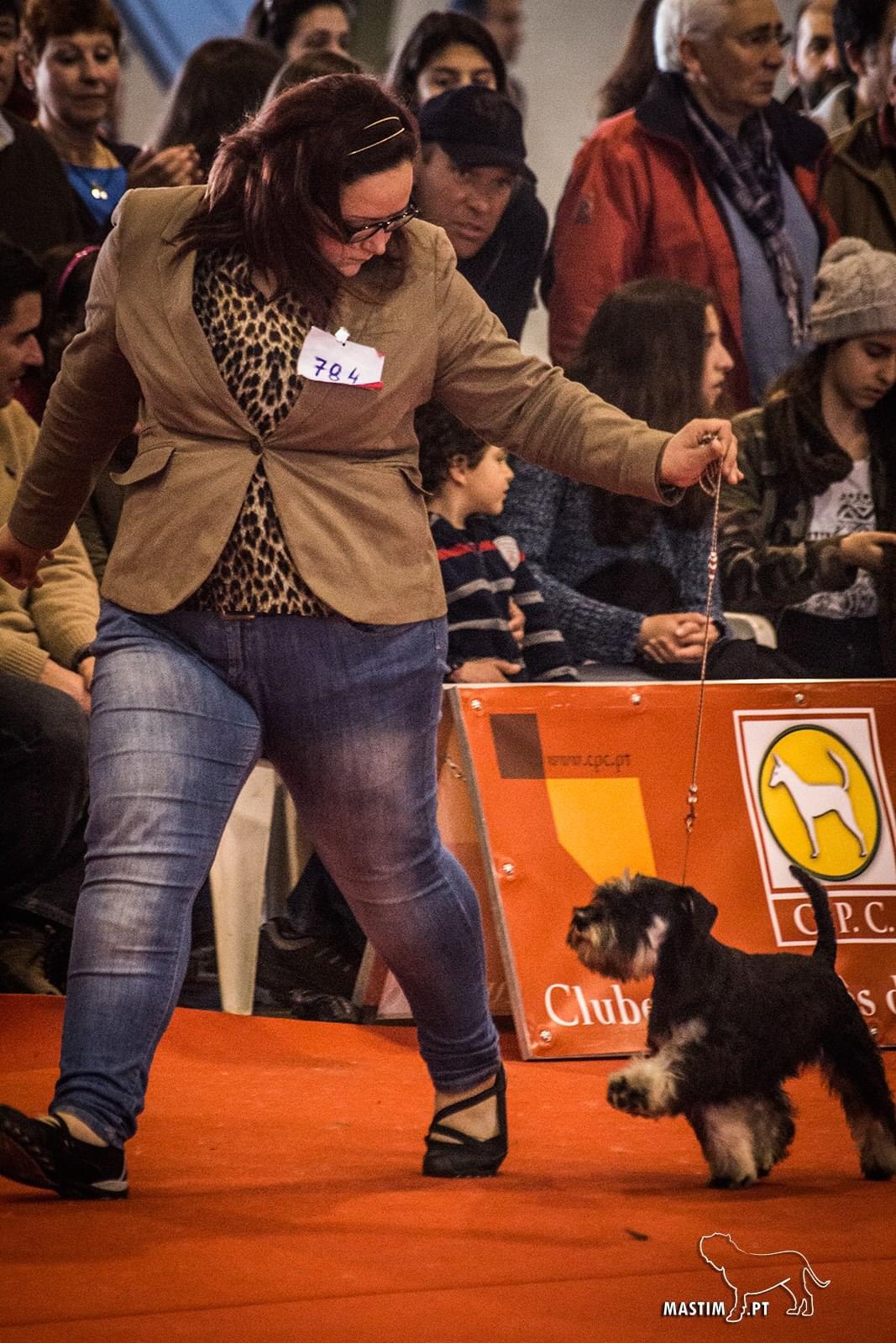 Schnauzer Campeão