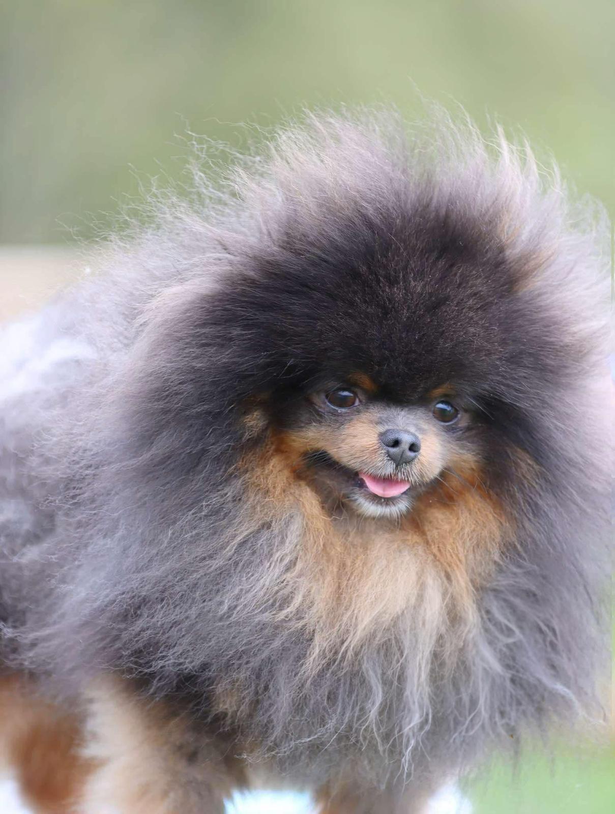 Spitz Blue e Tan