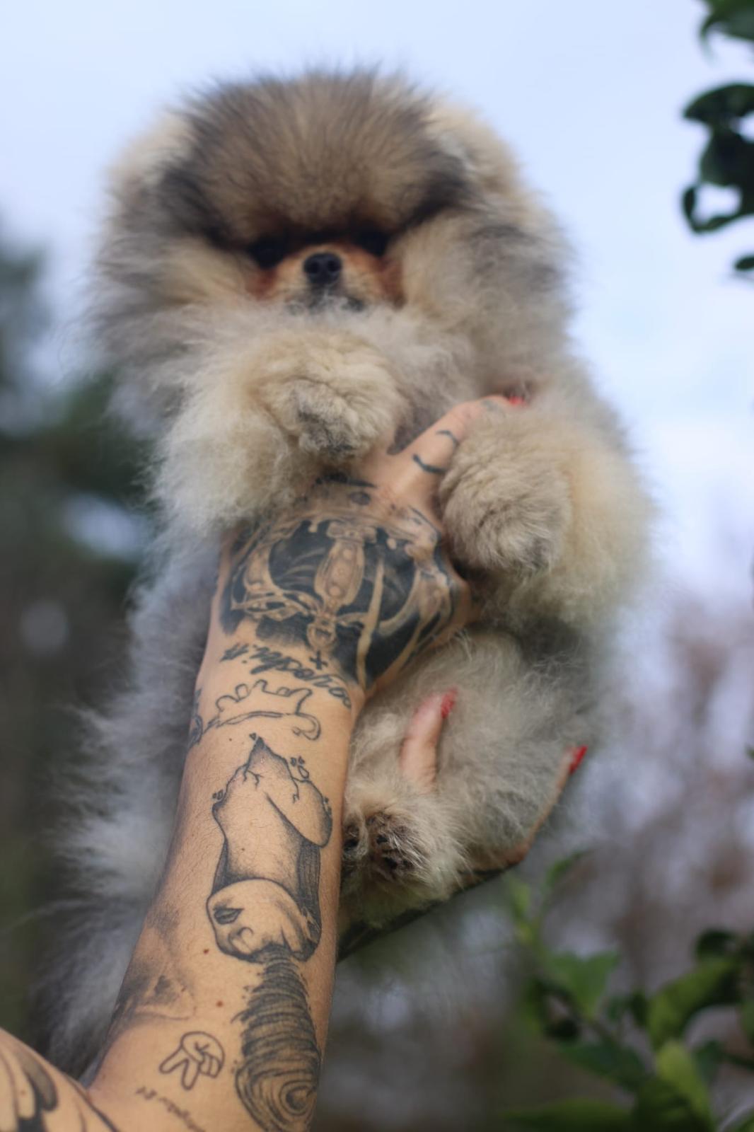 Spitz bebé
