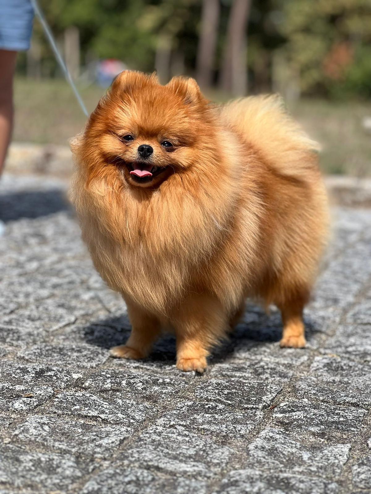 Canil Bracara Dogs Poms